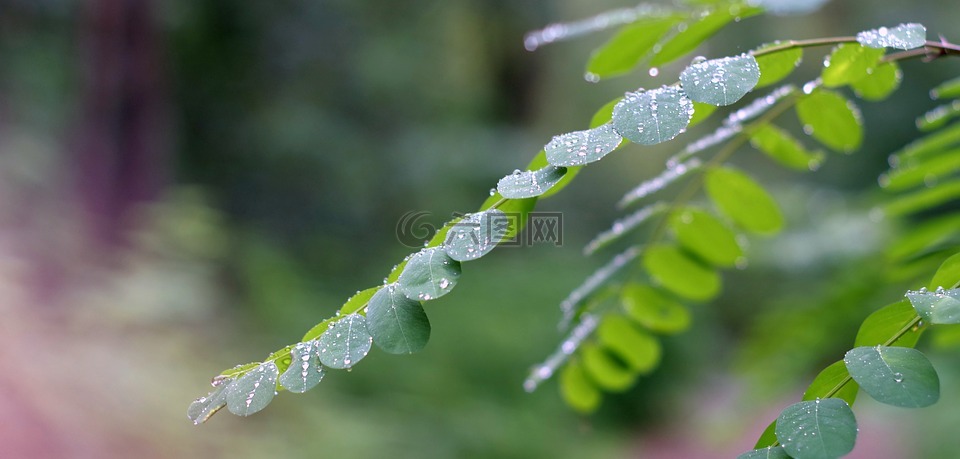 相思树,叶子,雨