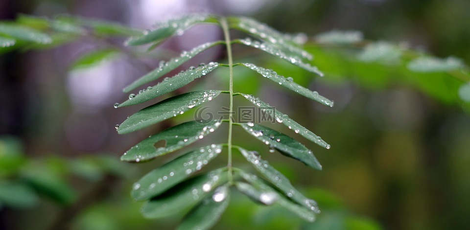 相思树,叶子,雨