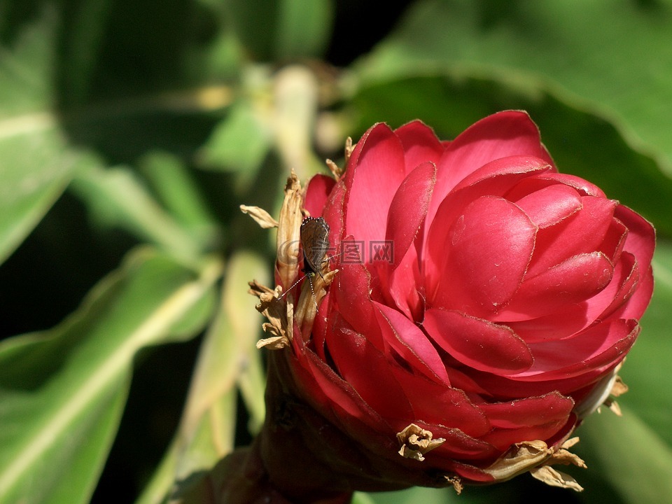 花,茧,关闭