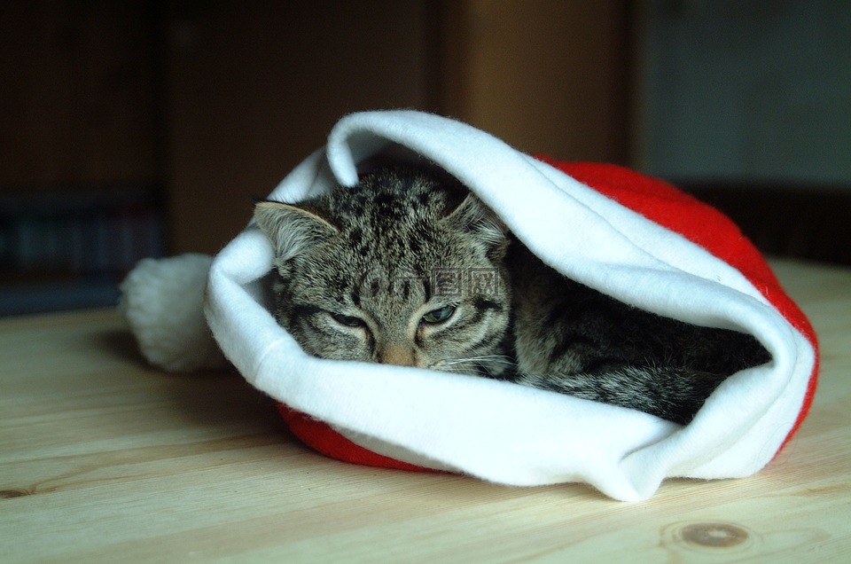 帽子圣诞,猫,动物