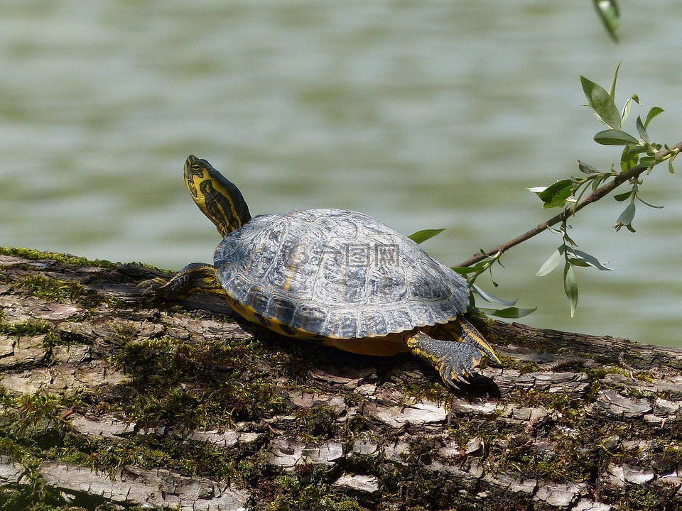 后面brühler湖,水龟,龟