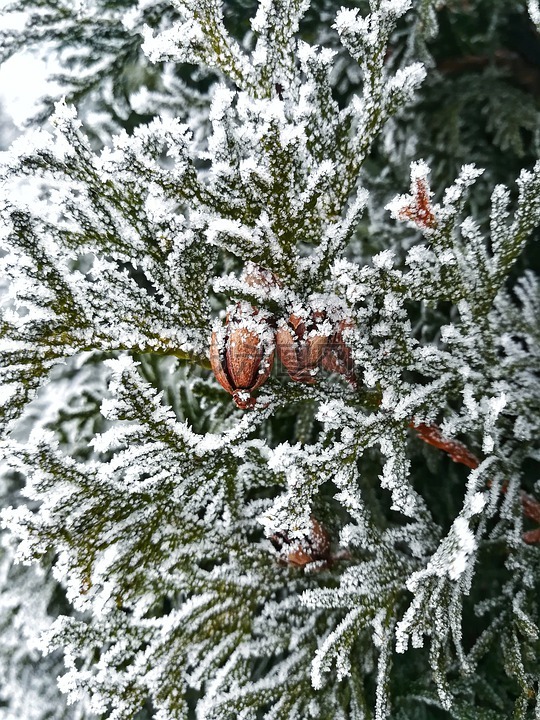 冬季,树,圣诞