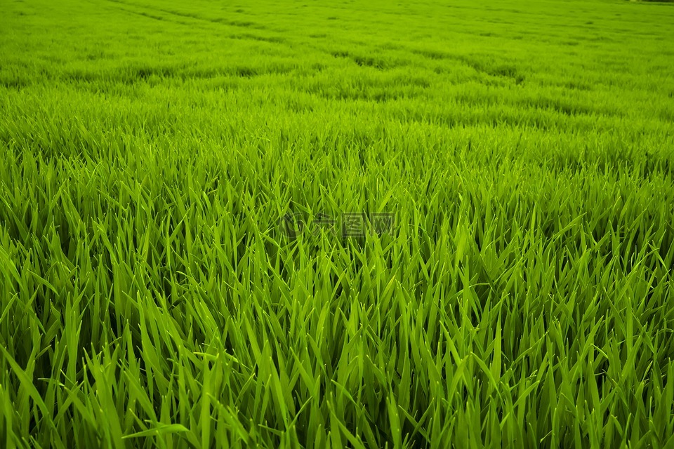 草,绿色,草地