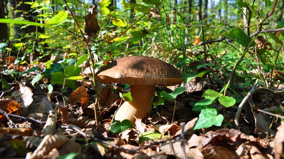 牛肝菌,秋季,蘑菇