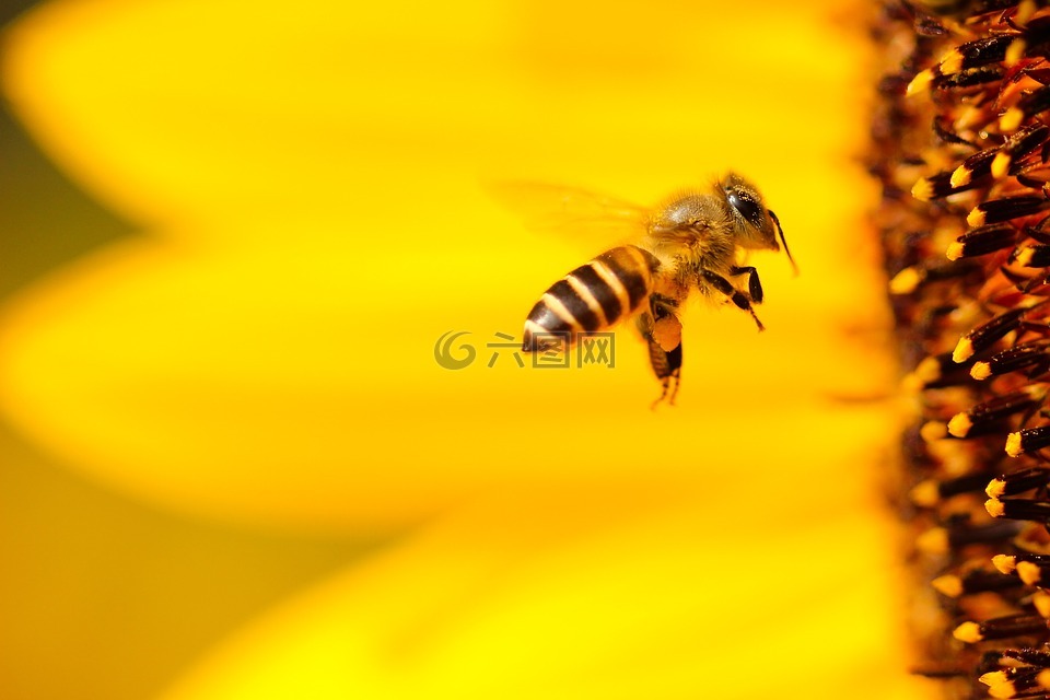 蜜蜂,黄色,翅膀
