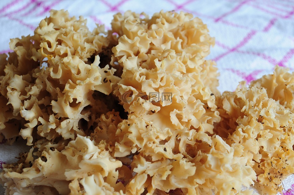 蘑菇 食用 花椰菜蘑菇高清图库素材免费下载 图片编号 六图网