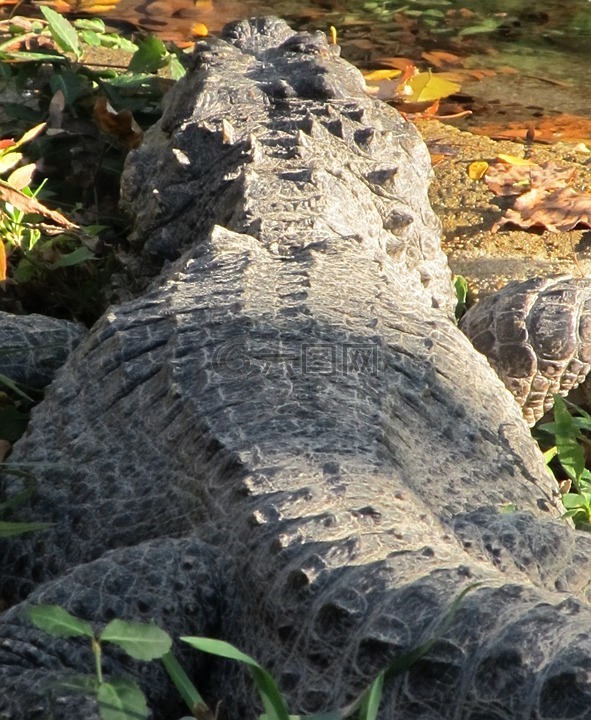 美洲短吻鳄,后视图,鳄鱼mississippiensis
