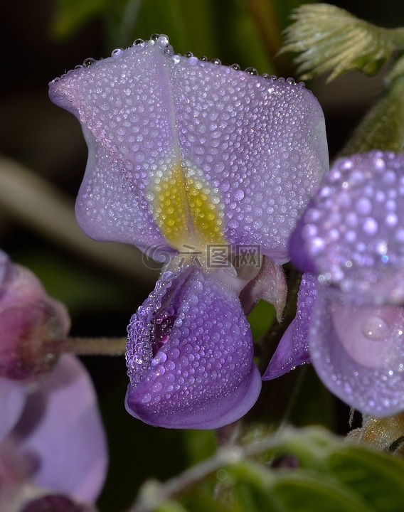 紫藤,性质,花