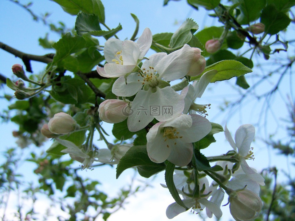 苹果树的花,开花果树,春天