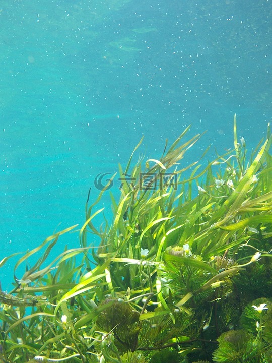 海藻,水下,海带