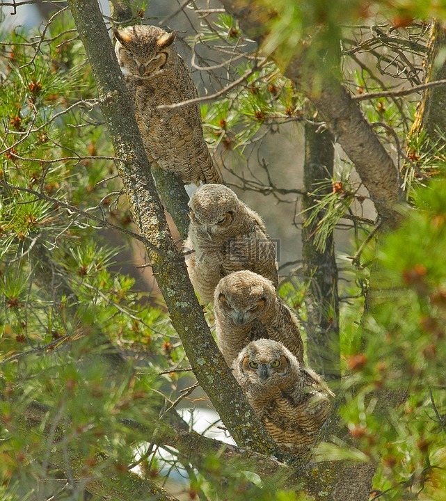 大雕鸮,母亲,owlets