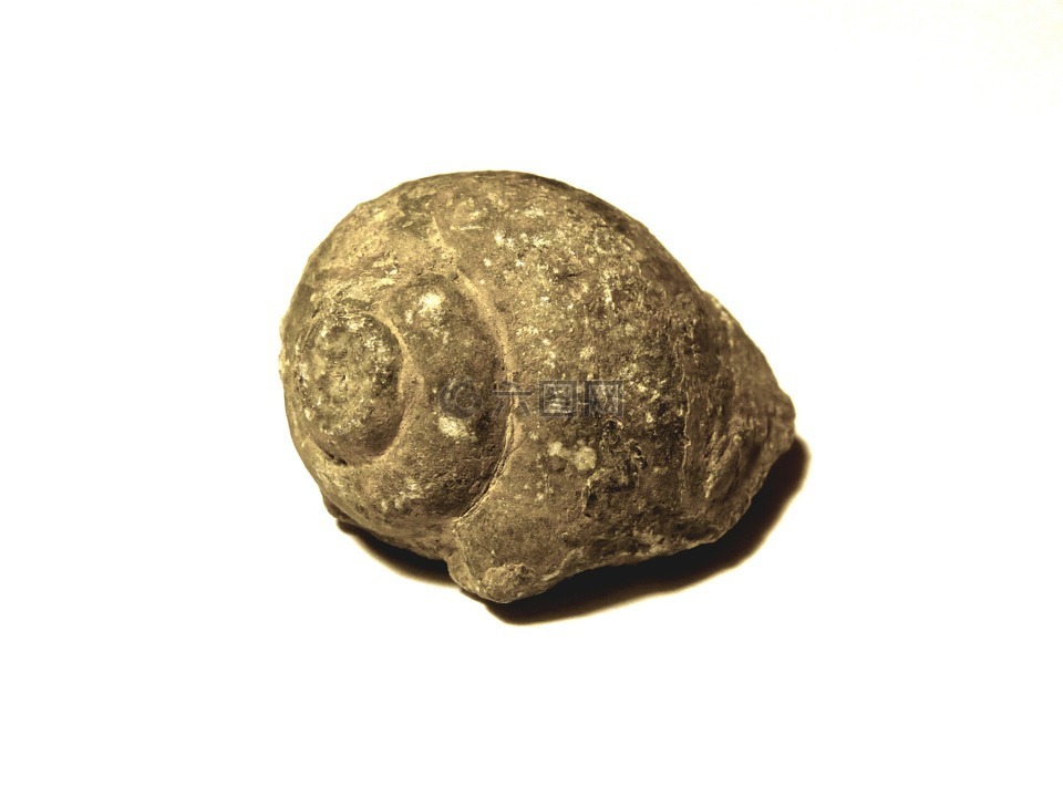 蜗牛,化石,遗迹