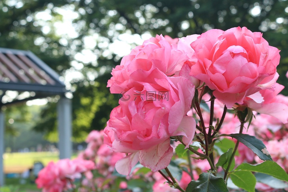 鮮花,公園,景觀高清圖庫素材免費下載(圖片編號:6824154)-六圖網