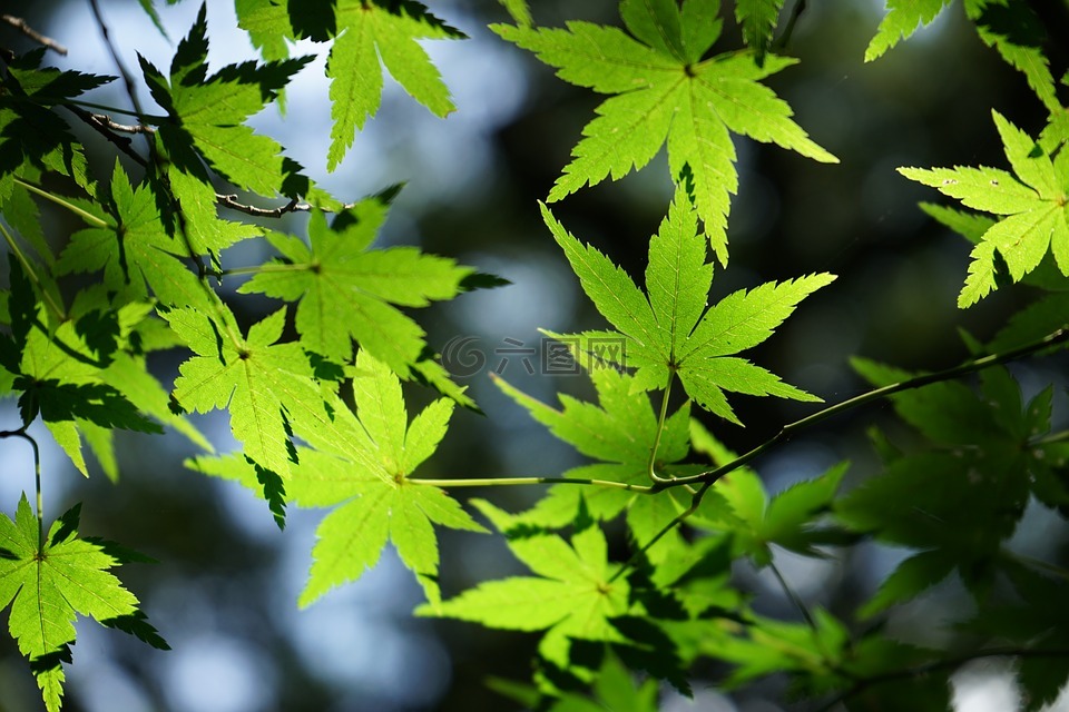 秋天的树叶,秋季,夏天