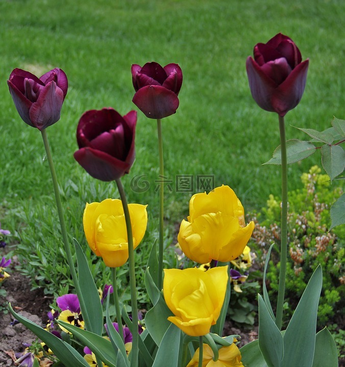 在花园里的郁金香,春天的迹象,小型和大型