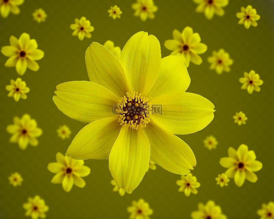 开花,黄色,黄色花