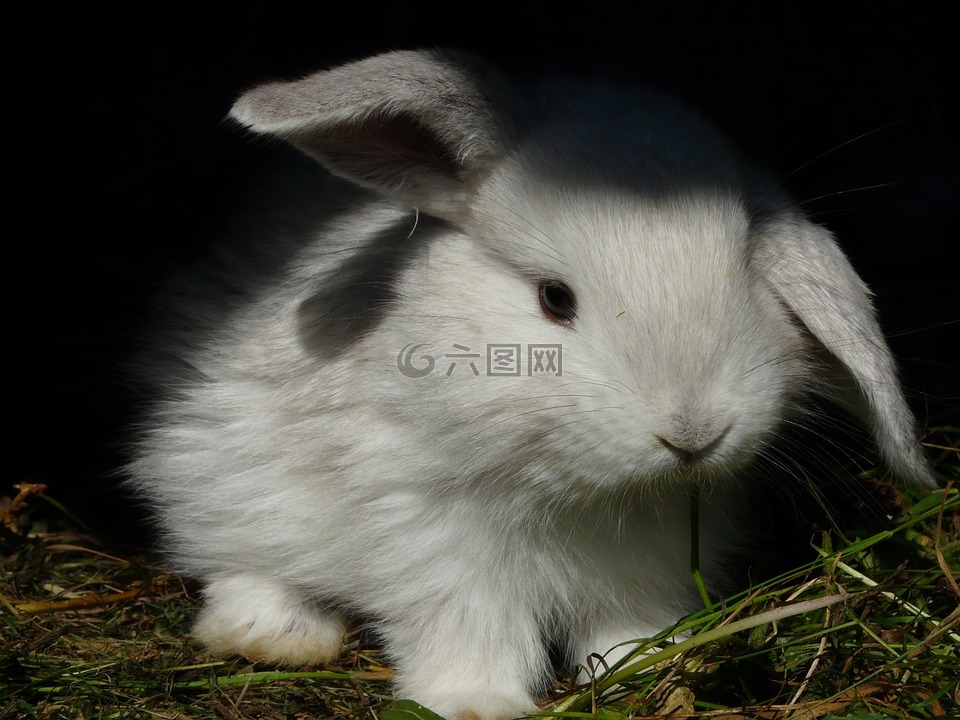 兔子,ušáček,白