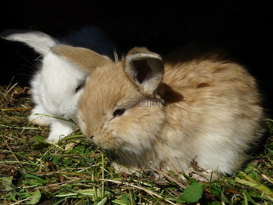 兔子,兔,ušáček