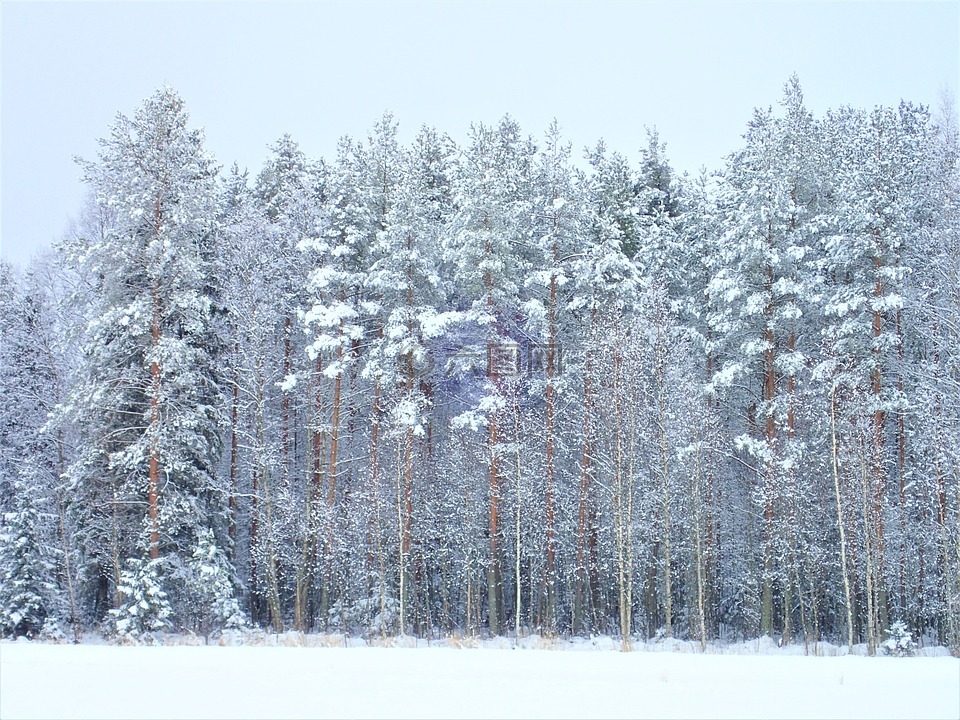 冬天,森林,芬兰