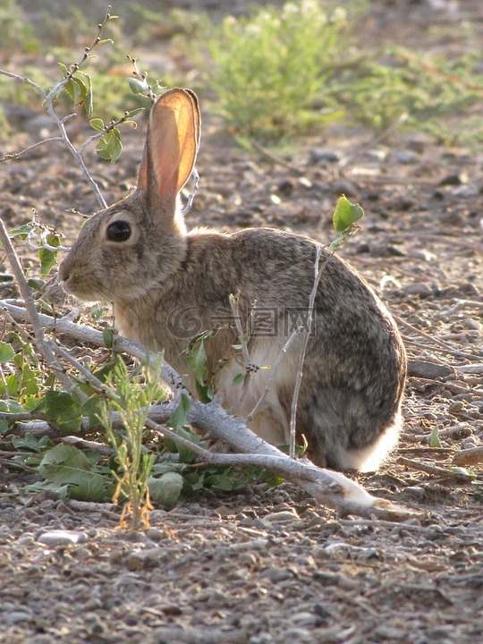 沙漠棉尾,兔,兔子