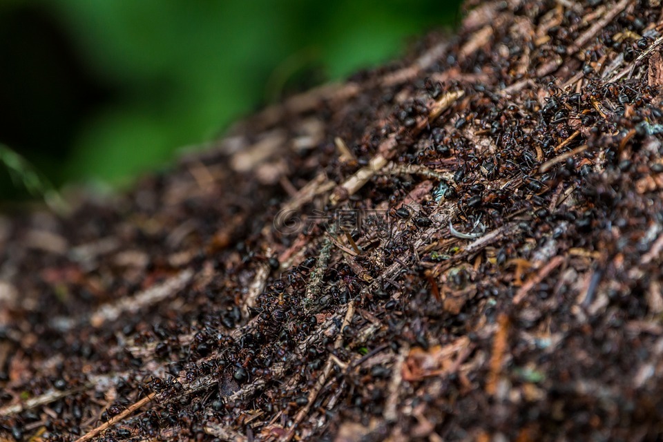 蚂蚁,蚁丘,林蚁丘