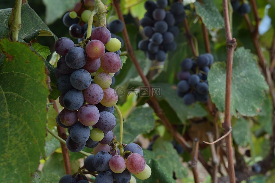 葡萄,葡萄园,葡萄种植