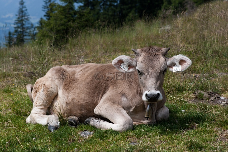 年轻的小母牛,牛,耳标