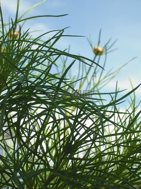 宇宙,植物,天空