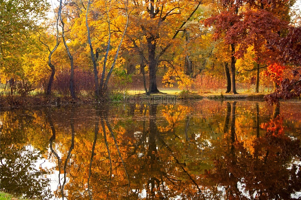秋,池,公园
