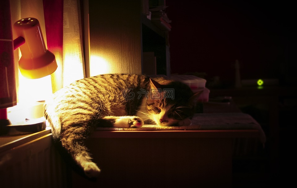 猫,夜,睡眠