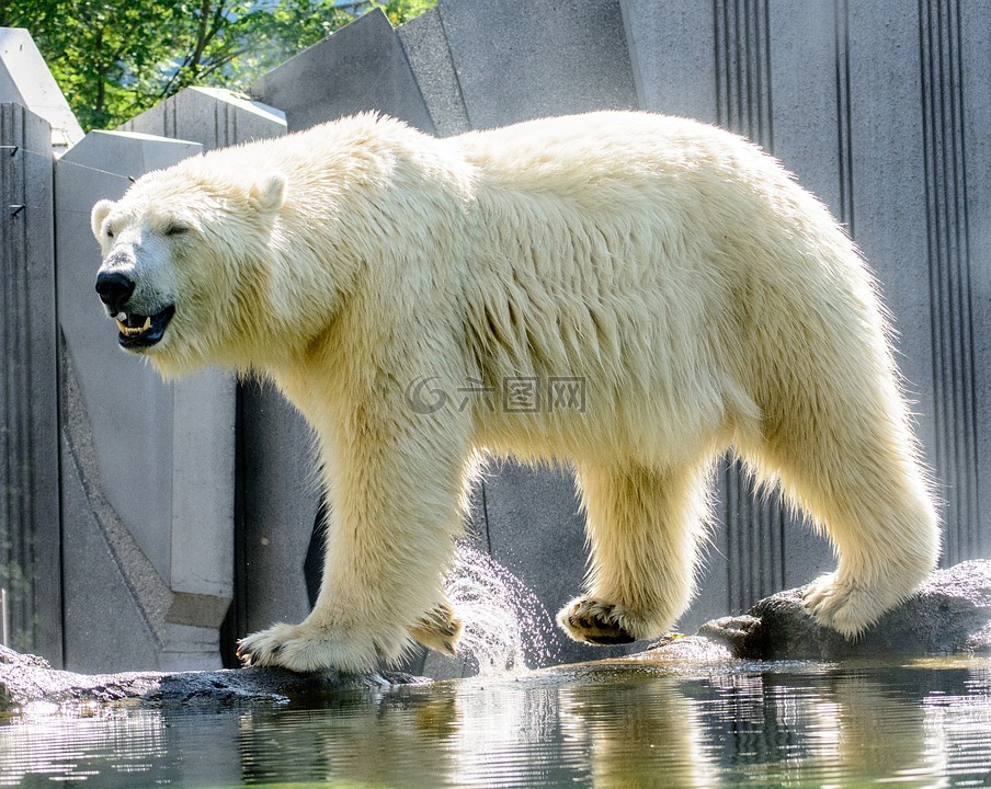 白熊,动物,动物园