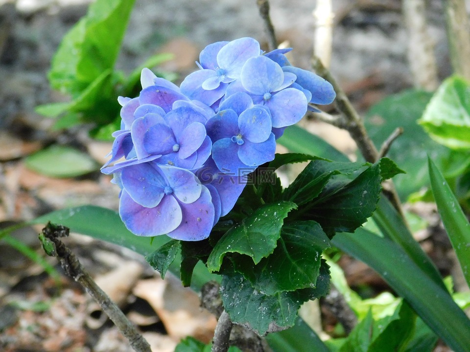 花,紫色,蓝色