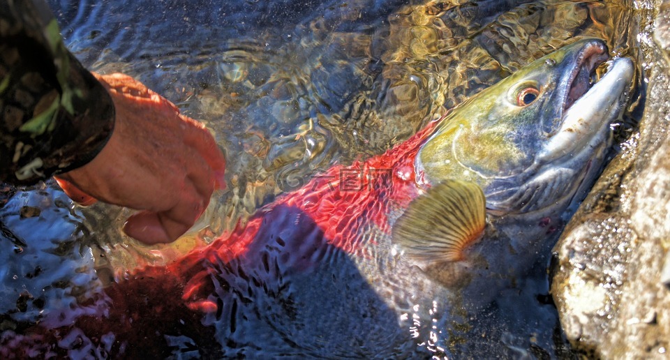 三文鱼,河,鱼