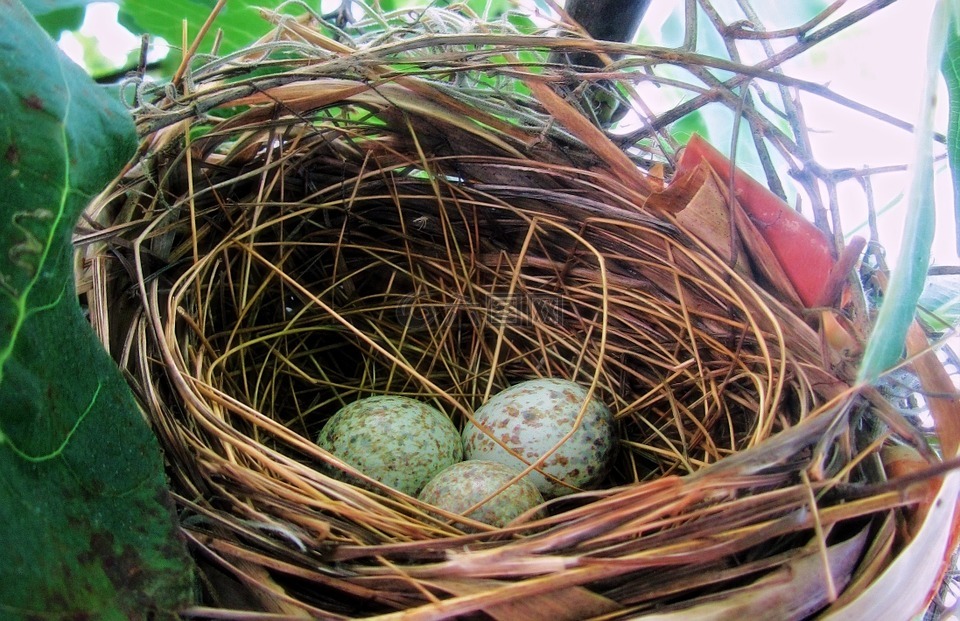鸡蛋,鸟巢,春
