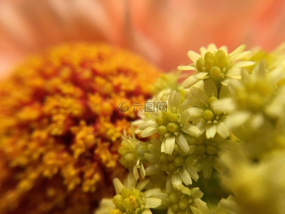 鲜花,橙色,花中分离