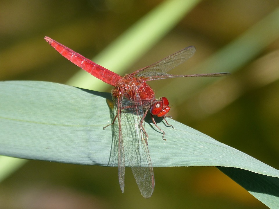 红蜻蜓,叶,湿地