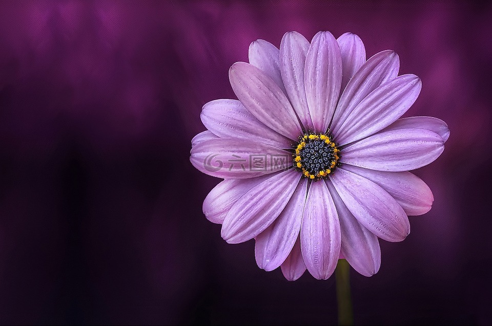 花,紫色,lical