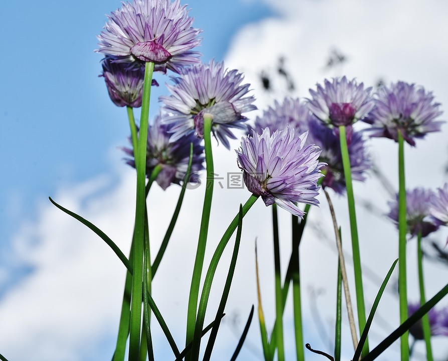 韭菜,开花,韭菜开花