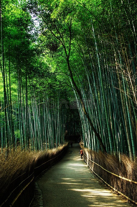 京都,日本,自然