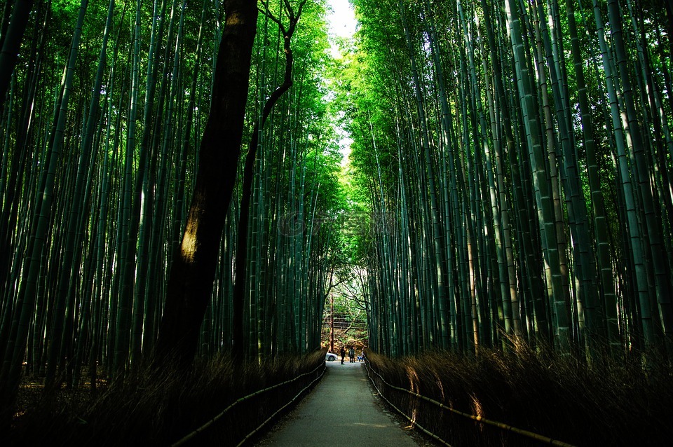 京都,日本,自然