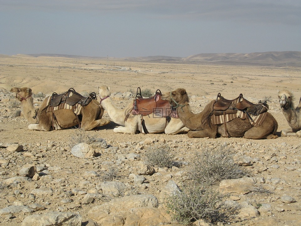 骆驼,沙,沙漠