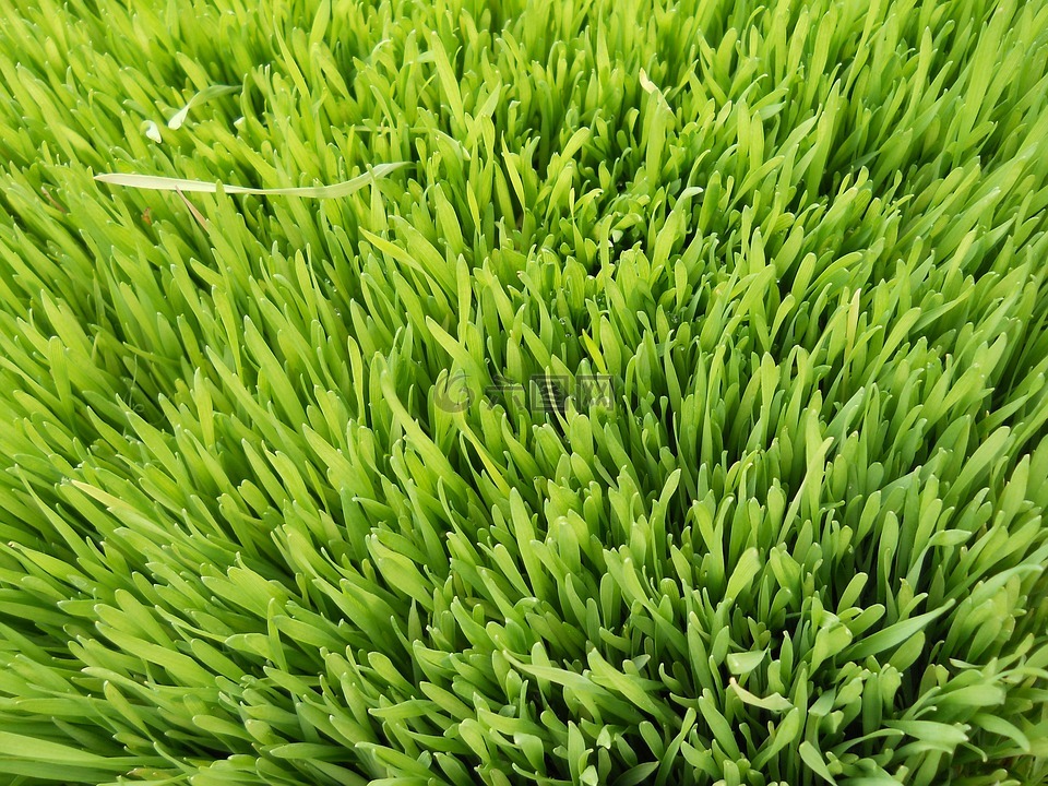 草,小麦,绿色