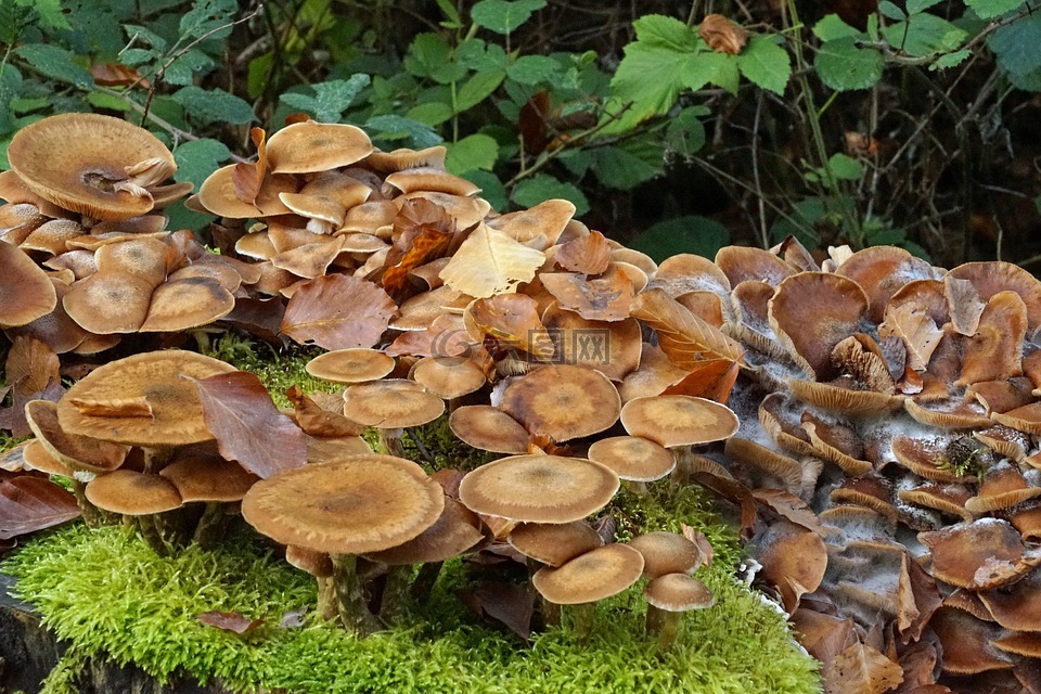 蘑菇,树菌,树上的蘑菇