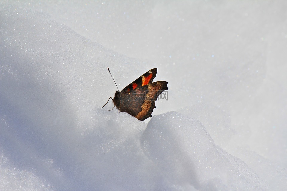 蝴蝶,雪,冬天