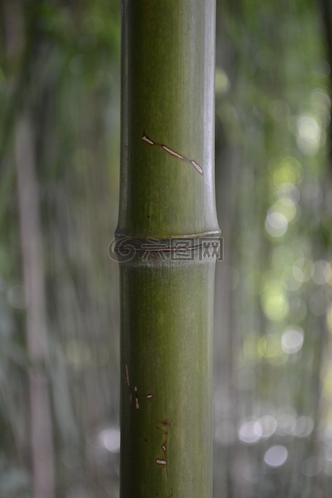 竹,福雷斯特,亚洲