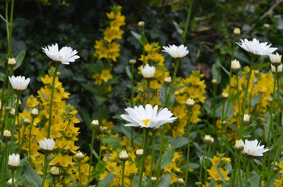 雏菊,鲜花,白色的花