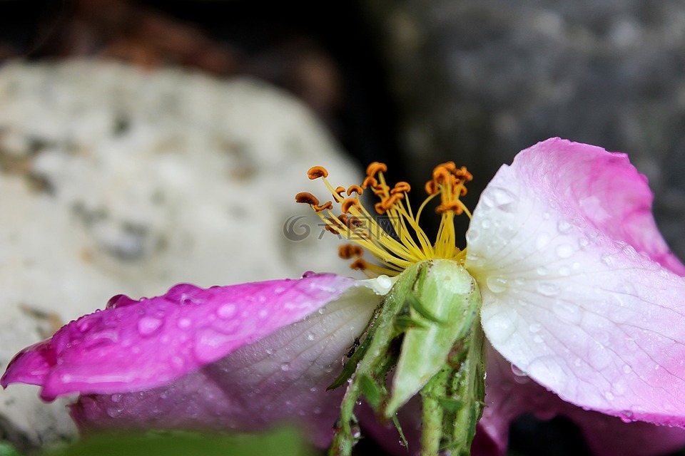 布莱恩 ·,花卉,生产 pollinia 的兰花