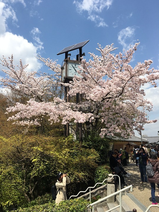 京都,清水寺,樱花