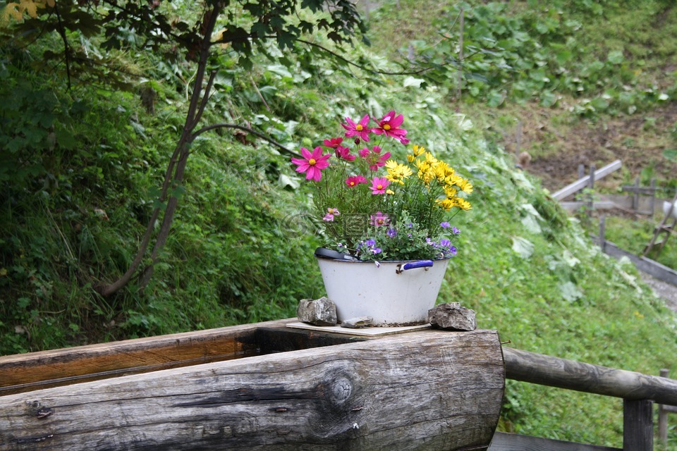 鲜花,药水,巴伐利亚