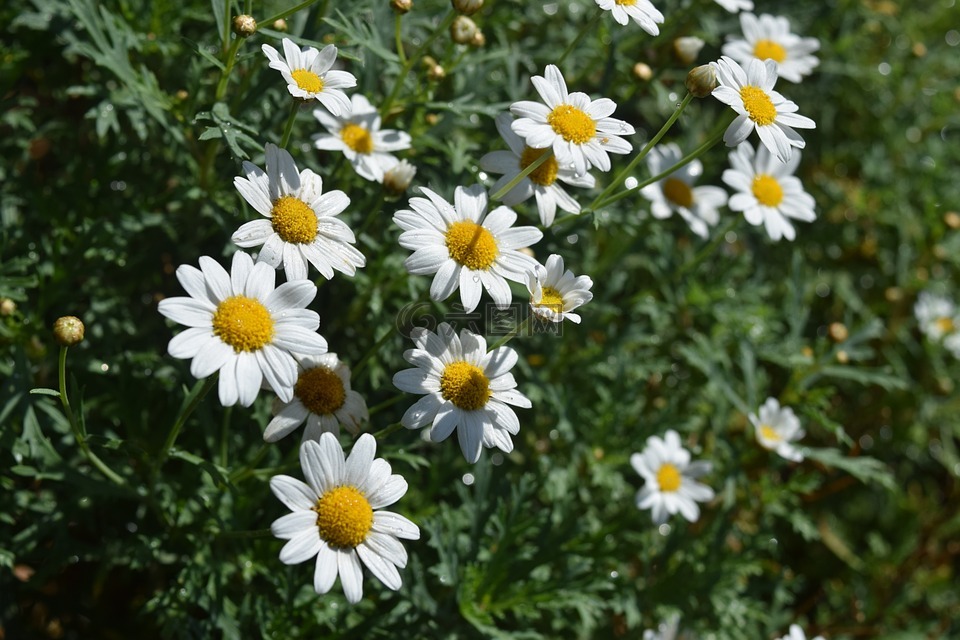 雏菊,花,白色